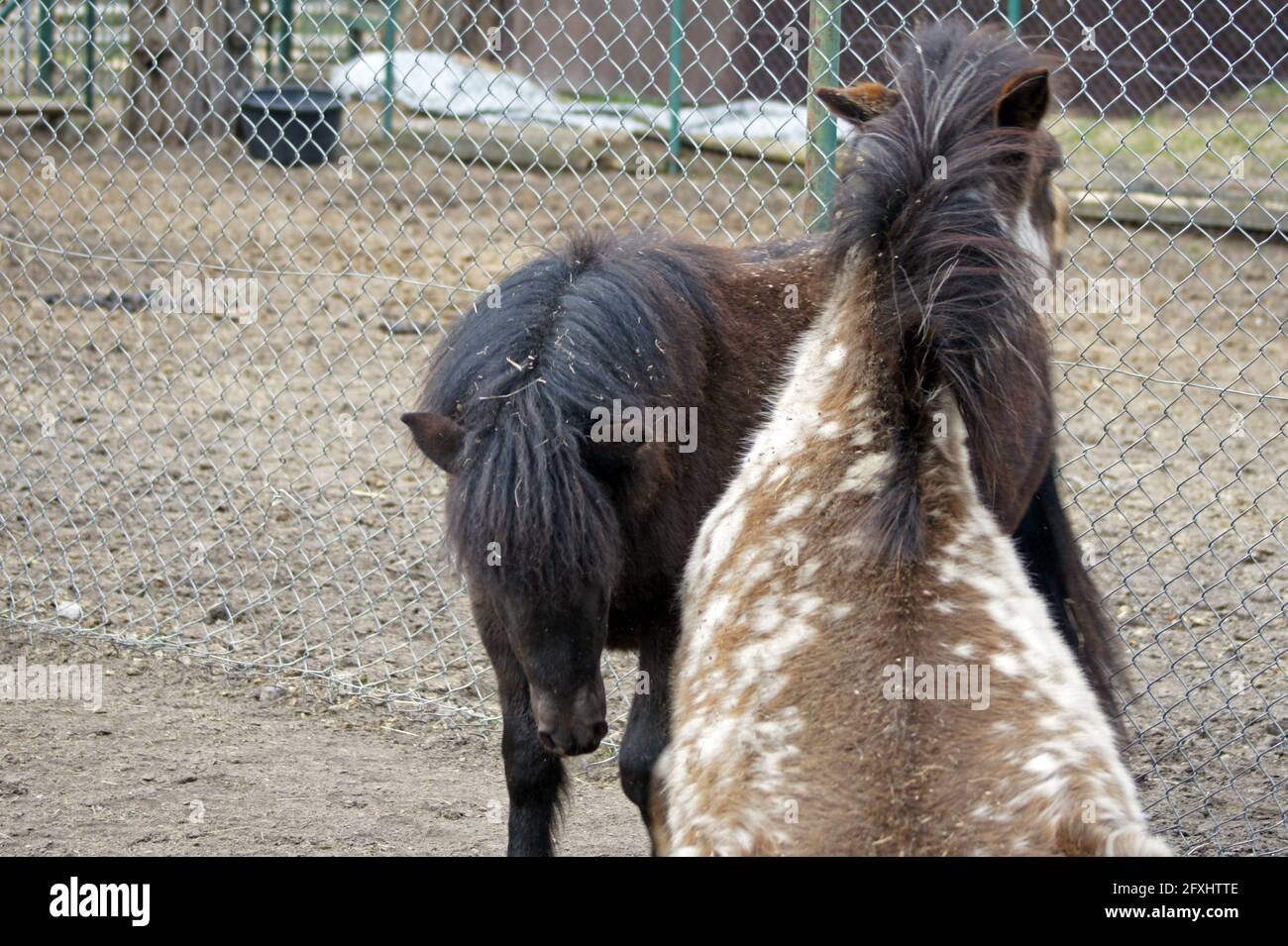 Ponys bekämpfen Stockfoto