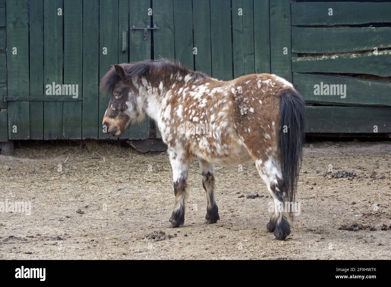 Geflecktes shetland-Pony Stockfoto