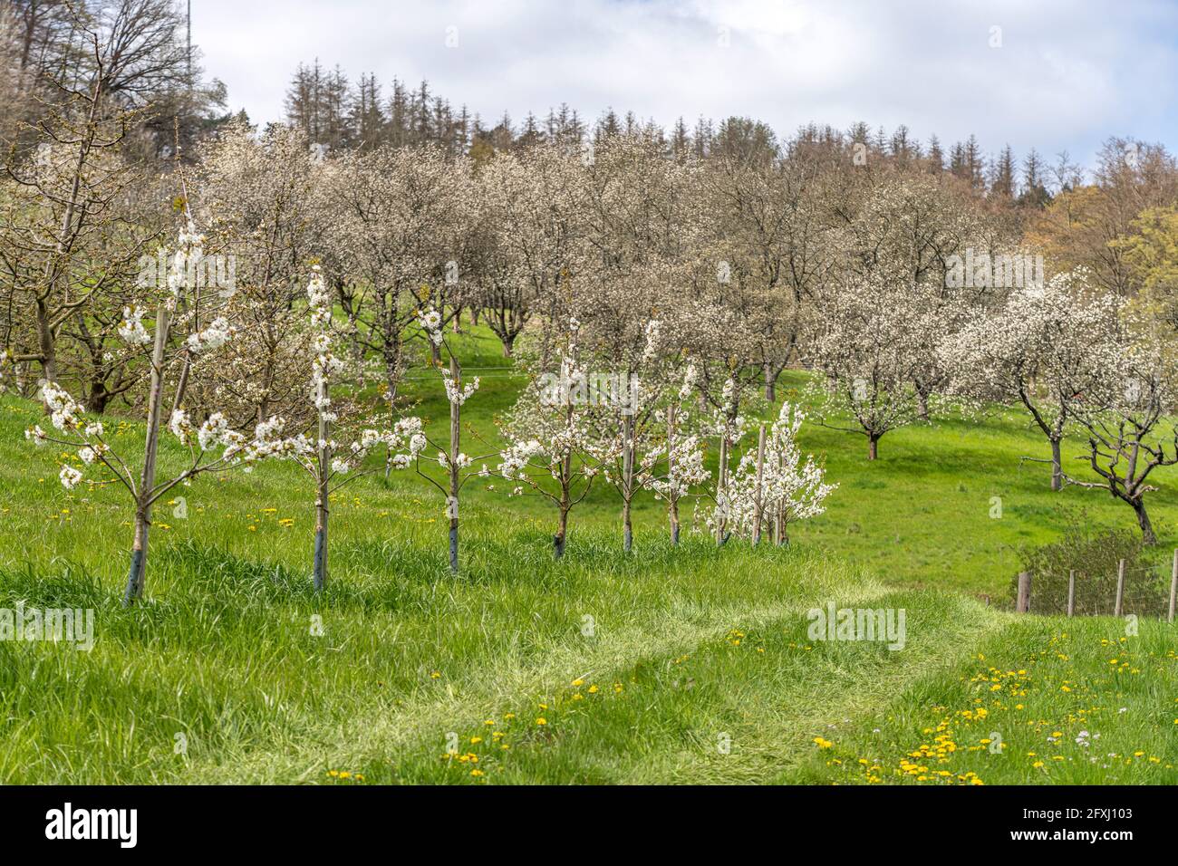 Wanderweg durch die Kirschblüte in Witzenhausen, Hessen, Deutschland Kirschblütenwanderweg in Witzenhausen, Hessen, Deutschland Stockfoto