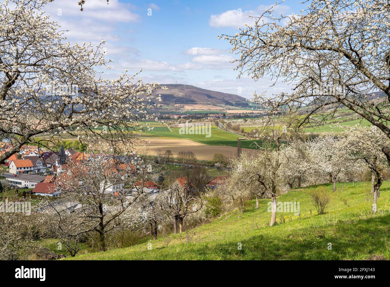 Wanderweg durch die Kirschblüte in Witzenhausen, Hessen, Deutschland Kirschblütenwanderweg in Witzenhausen, Hessen, Deutschland Stockfoto