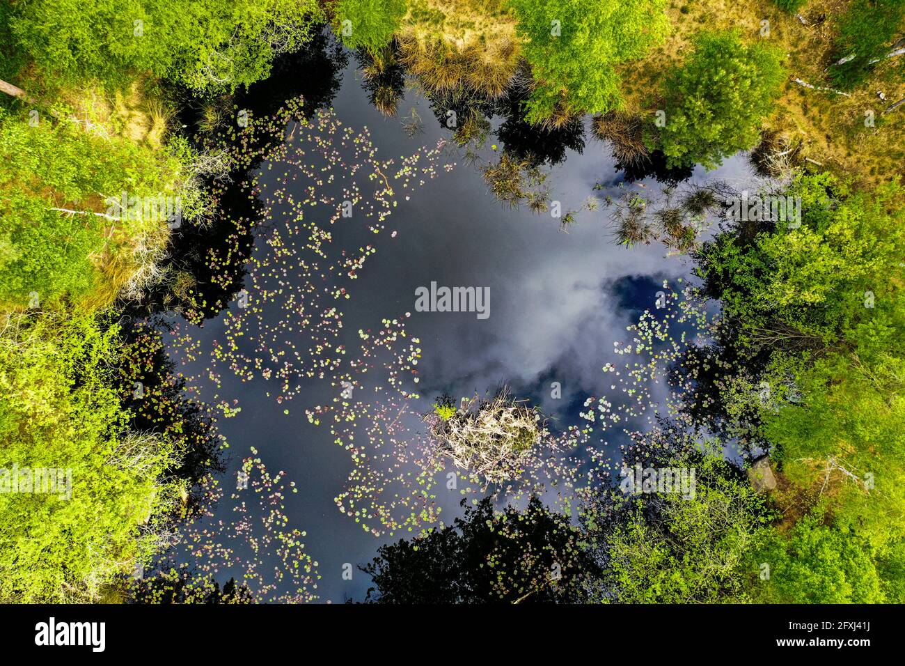 Luftansicht des piat-Teiches im fontainebleau-Wald, der Ein berühmter französischer Wald Stockfoto