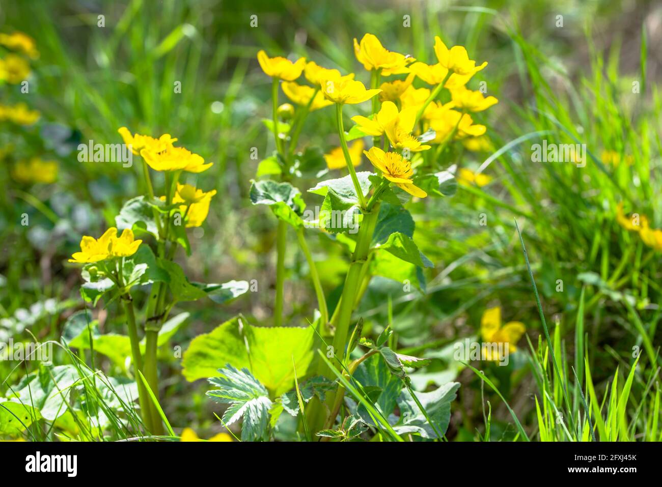 Gelbe Blumen auf Frühlingswiese, Marsh Ringelblumen blühen auf Feuchtgebiete Stockfoto