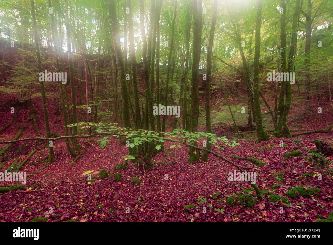 FRANKREICH, BRETAGNE, MORBIHAN (56) PAIMPONT, BROCELIANDE WALD MIT ROTEN BLÄTTERN AUF DEM BODEN Stockfoto