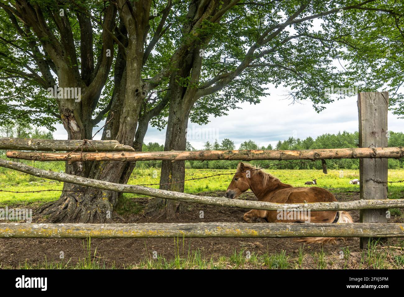 Liegend Pferd auf Feld in Landschaft Landschaft im Frühling, Landschaft Stockfoto
