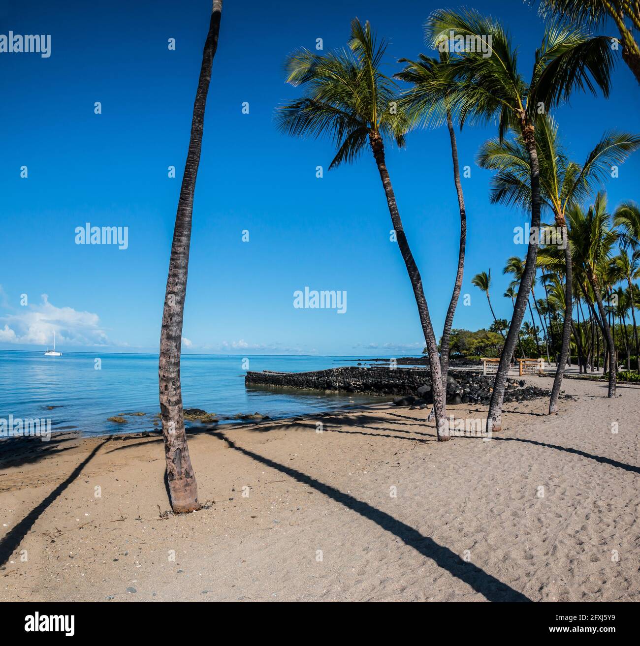 Segelboot und Kokosnusspalmen am Waikoloa Beach, Hawaii, Hawaii, USA Stockfoto