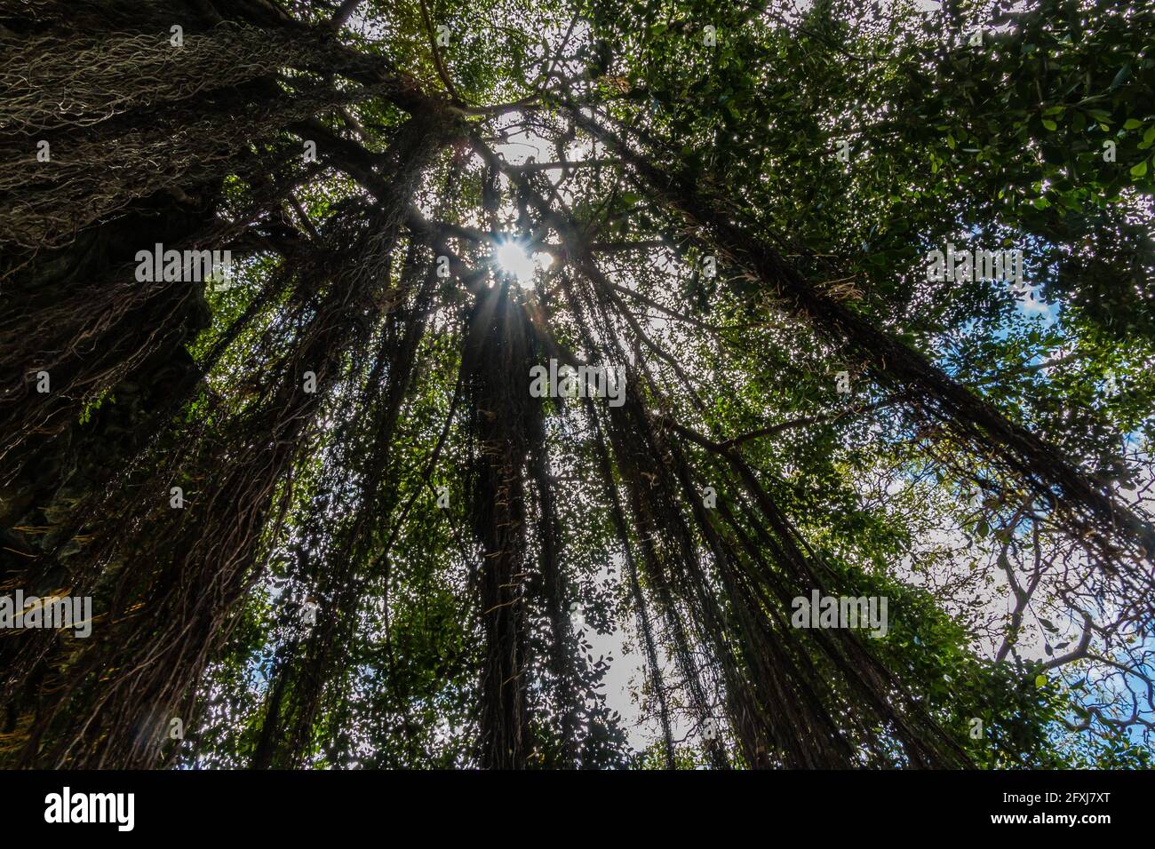 Pfad unter Banyan-Bäumen, der zum Geburtsort von Kamehameha III führt Keauhoa Bay, Kailua-Kona, Hawaii, Hawaii, USA Stockfoto