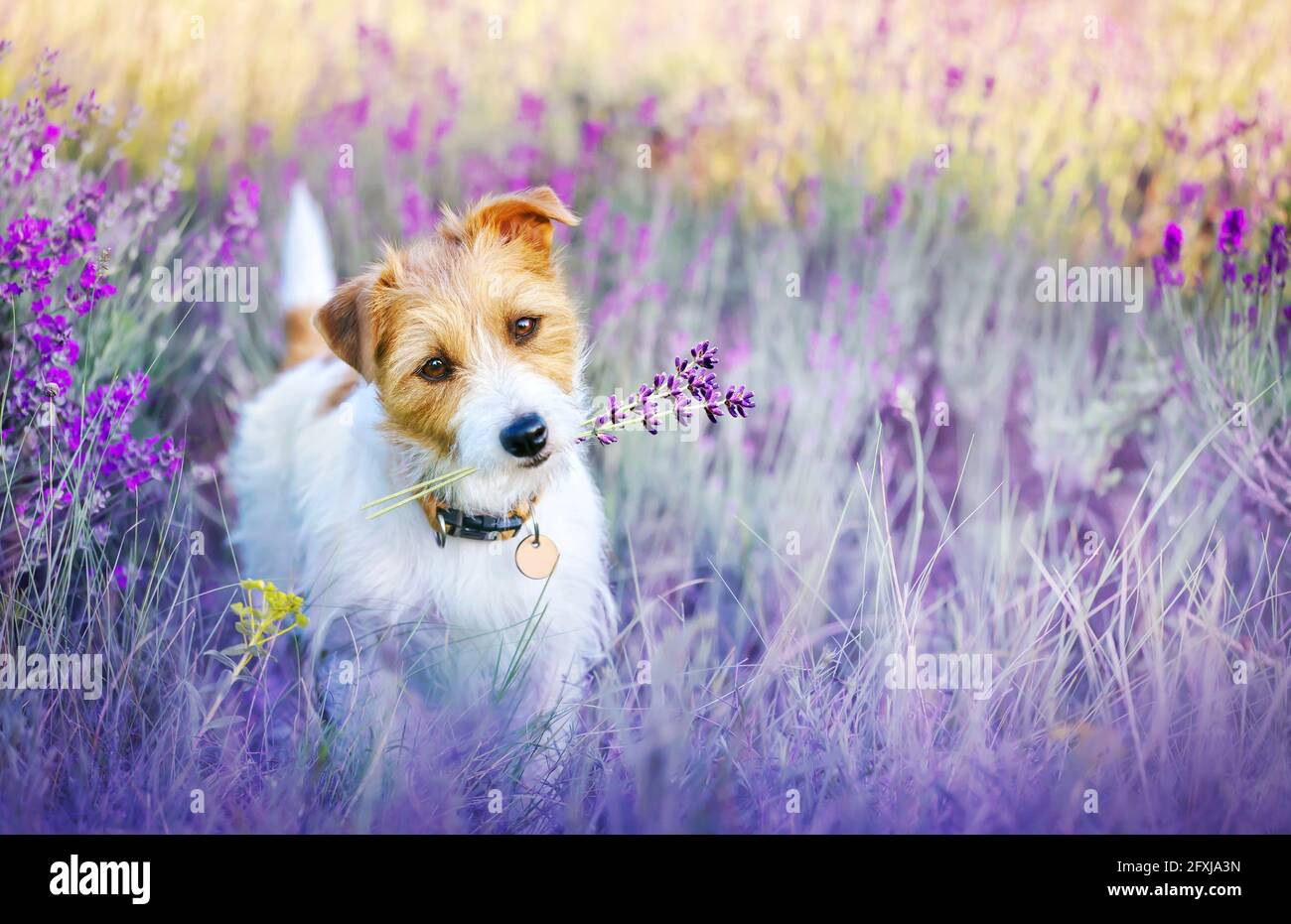 Happy Walking niedlich Haustier Hund Welpen hören Ohren in ein Lila Flieder  Lavendel Blume Kräuterfeld im Sommer Stockfotografie - Alamy
