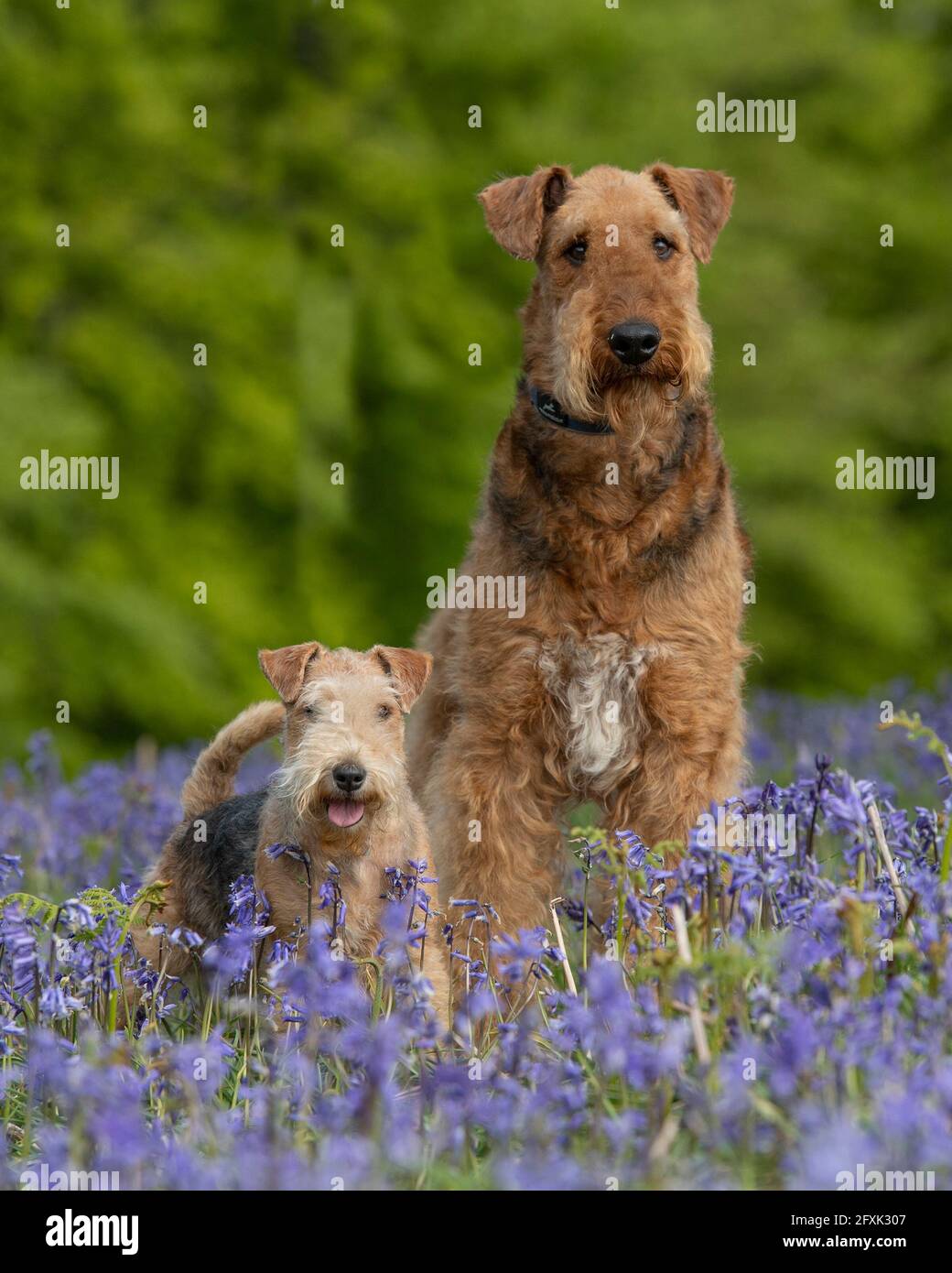 Airedale Terrier und Lakeland Terrier Hunde Stockfoto