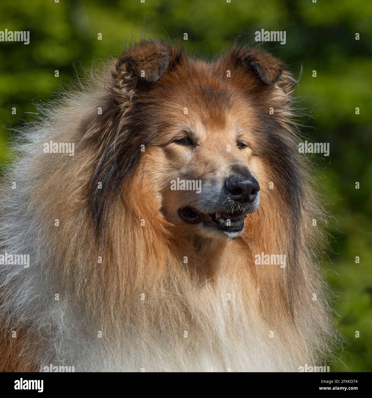 Rough Collie Stockfoto