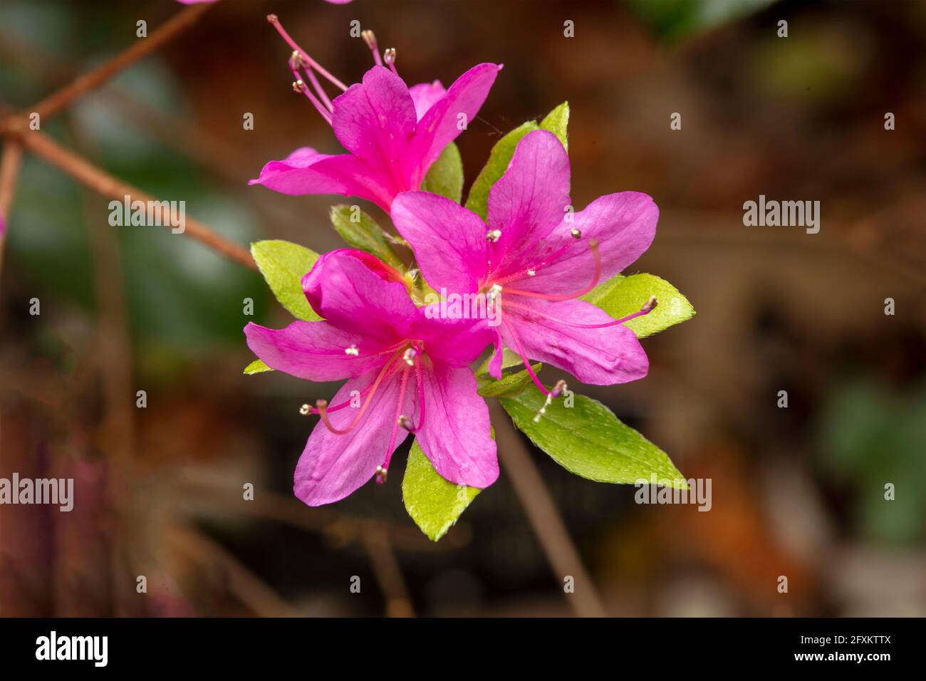 Rhododendron Hatsugiri blüht im Frühjahr sehr stark Stockfoto