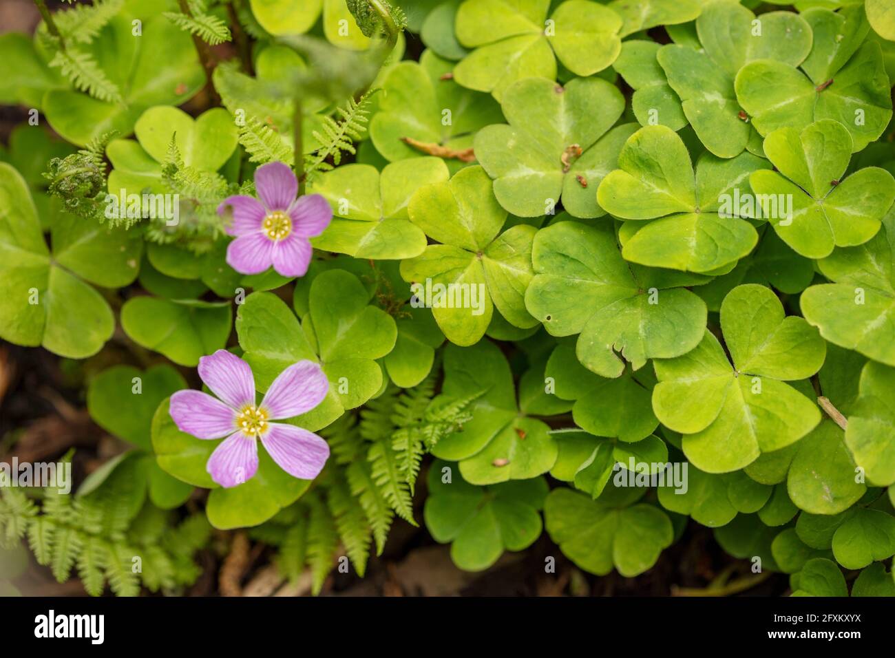 Oxalis oregano, Rotholz-Sauerampfer im Frühjahr, natürliches Pflanzenportrait Stockfoto