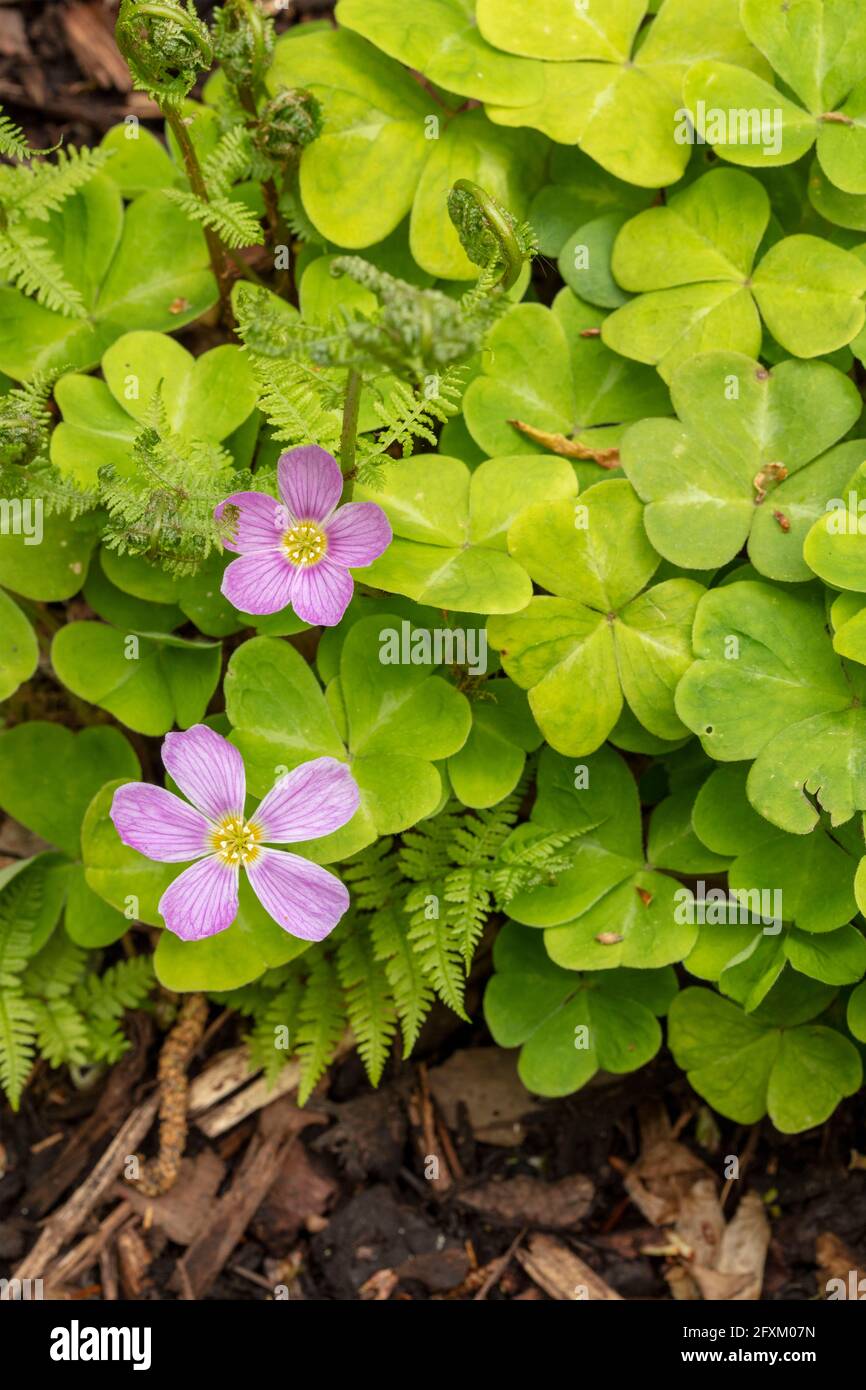 Oxalis oregano, Rotholz-Sauerampfer im Frühjahr, natürliches Pflanzenportrait Stockfoto