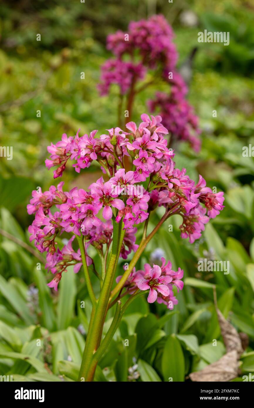 Bergenia 'Pugsley's Pink', Elefantenohren 'Pugsley's Pink', Pigsqueak 'Pugsley's Pink', Bergenia cordifolia 'Pugsley's Pink', natürliches Pflanzenportrait Stockfoto