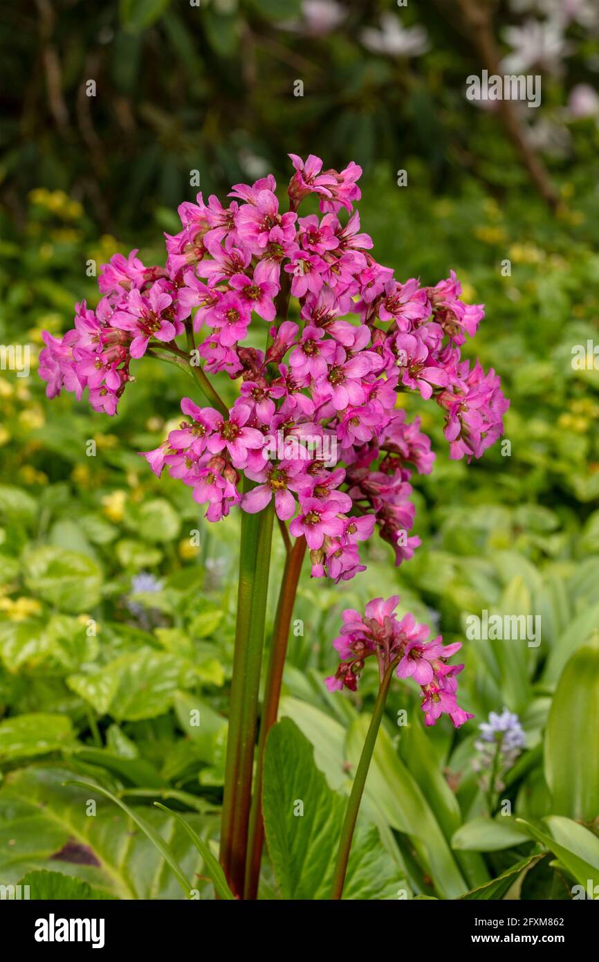 Bergenia 'Pugsley's Pink', Elefantenohren 'Pugsley's Pink', Pigsqueak 'Pugsley's Pink', Bergenia cordifolia 'Pugsley's Pink', natürliches Pflanzenportrait Stockfoto