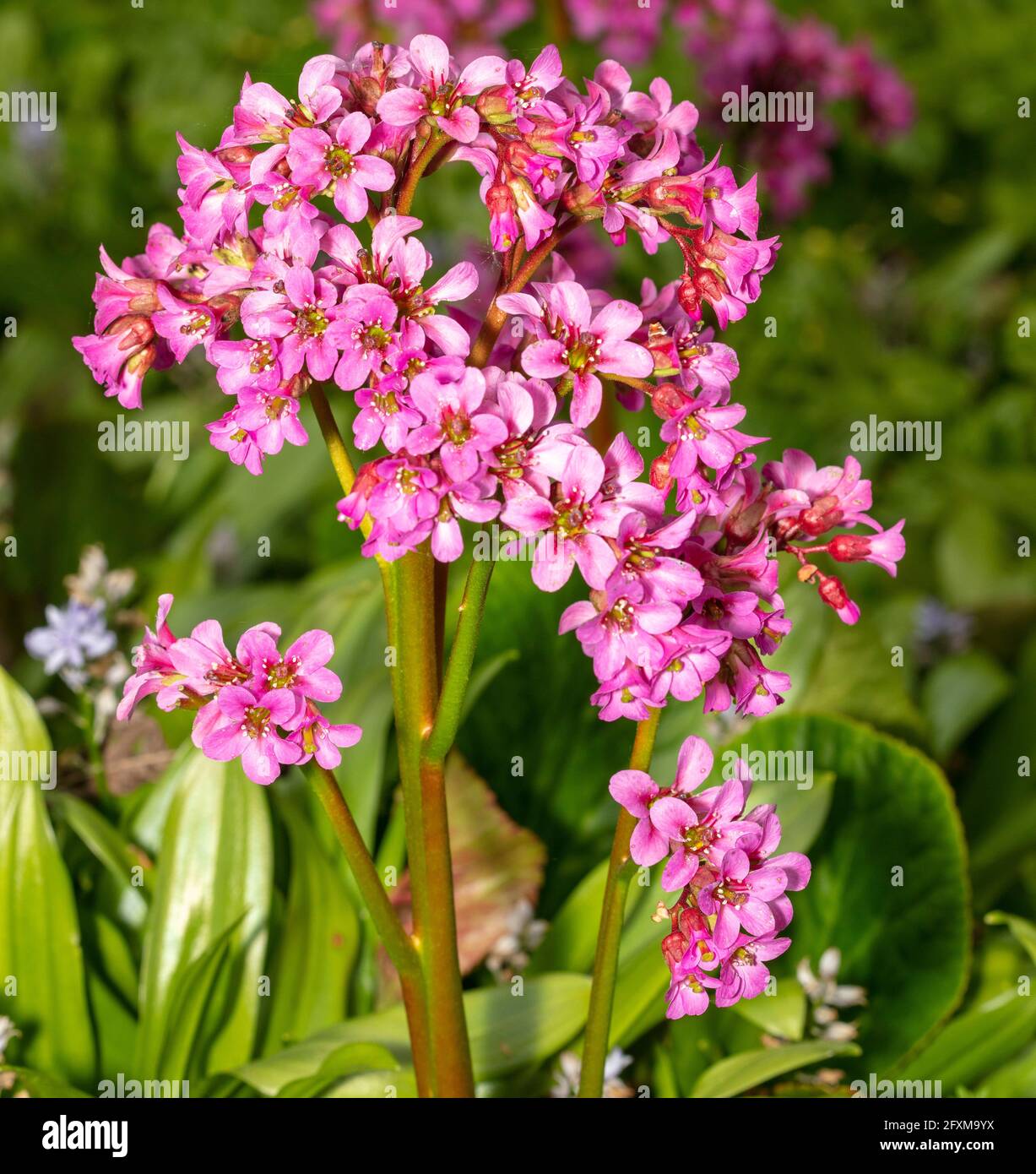 Bergenia 'Pugsley's Pink', Elefantenohren 'Pugsley's Pink', Pigsqueak 'Pugsley's Pink', Bergenia cordifolia 'Pugsley's Pink', natürliches Pflanzenportrait Stockfoto