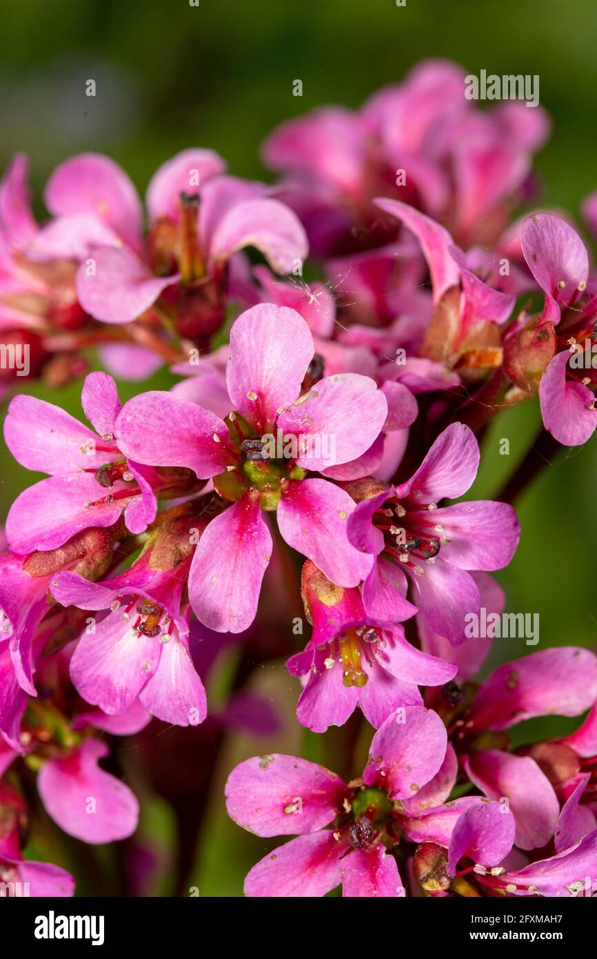 Bergenia 'Pugsley's Pink', Elefantenohren 'Pugsley's Pink', Pigsqueak 'Pugsley's Pink', Bergenia cordifolia 'Pugsley's Pink' blüht im späten Frühjahr Stockfoto