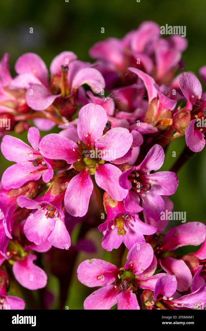 Bergenia 'Pugsley's Pink', Elefantenohren 'Pugsley's Pink', Pigsqueak 'Pugsley's Pink', Bergenia cordifolia 'Pugsley's Pink' blüht im späten Frühjahr Stockfoto