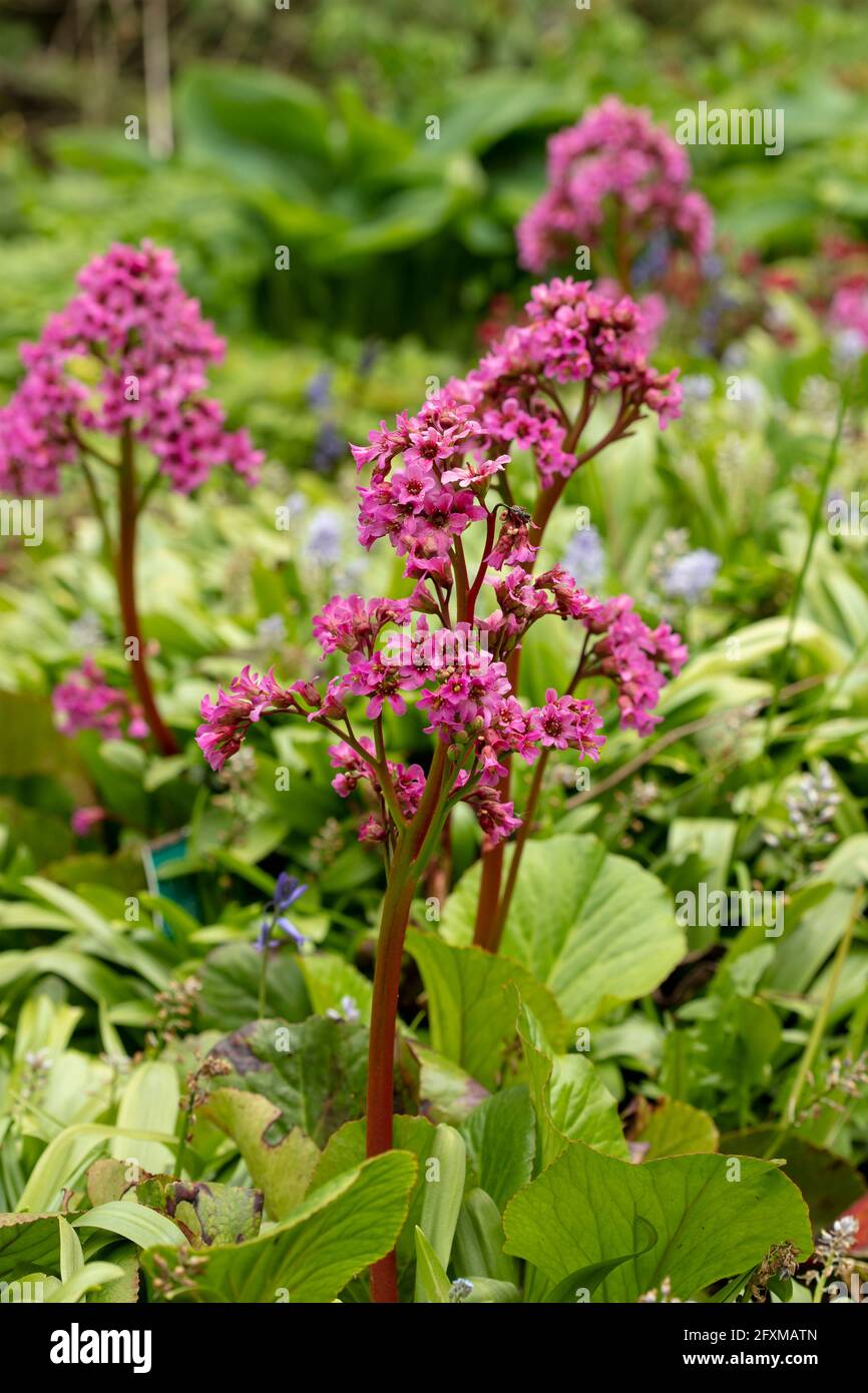 Bergenia 'Pugsley's Pink', Elefantenohren 'Pugsley's Pink', Pigsqueak 'Pugsley's Pink', Bergenia cordifolia 'Pugsley's Pink' blüht im späten Frühjahr Stockfoto