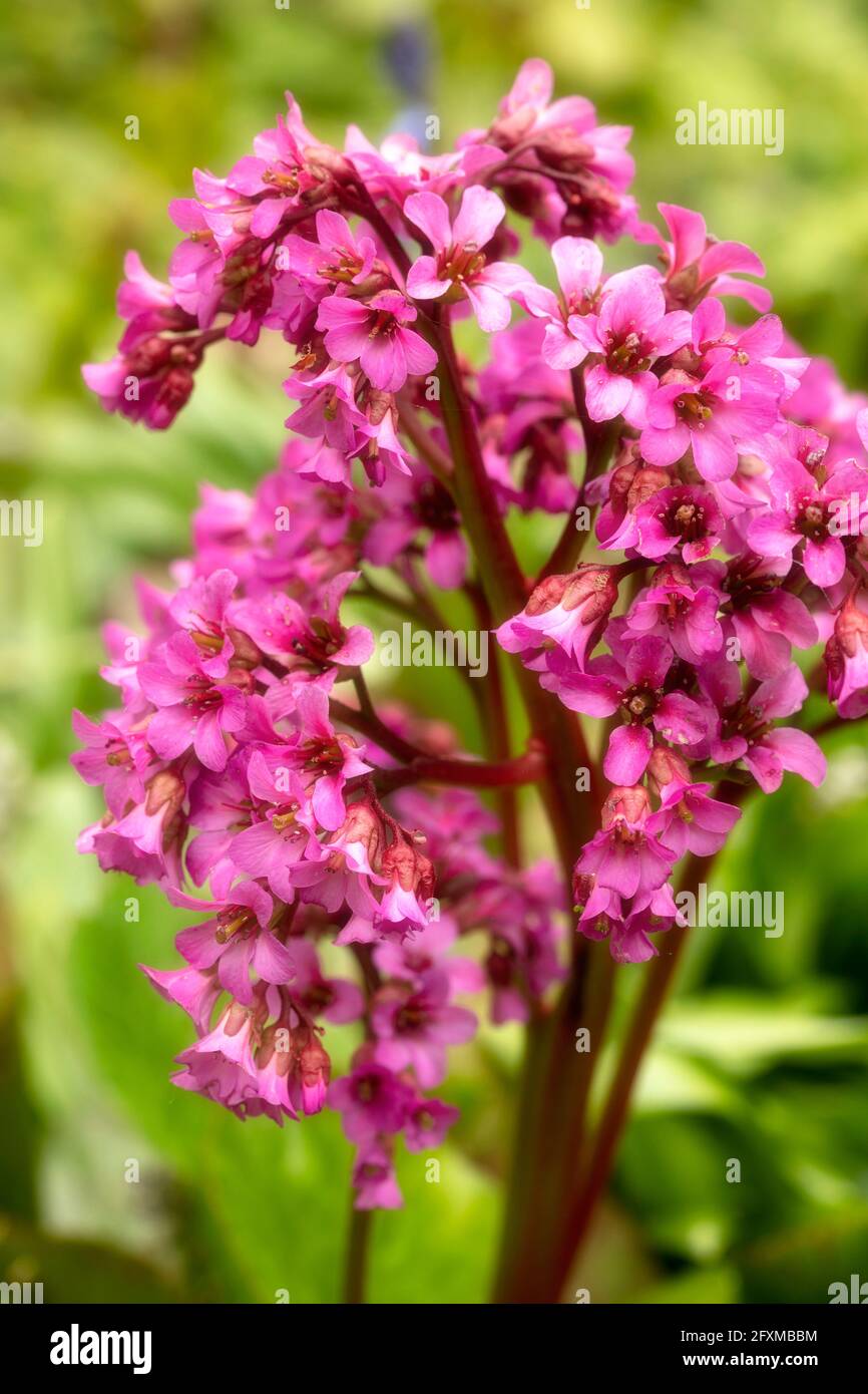 Bergenia 'Pugsley's Pink', Elefantenohren 'Pugsley's Pink', Pigsqueak 'Pugsley's Pink', Bergenia cordifolia 'Pugsley's Pink' blüht im späten Frühjahr Stockfoto