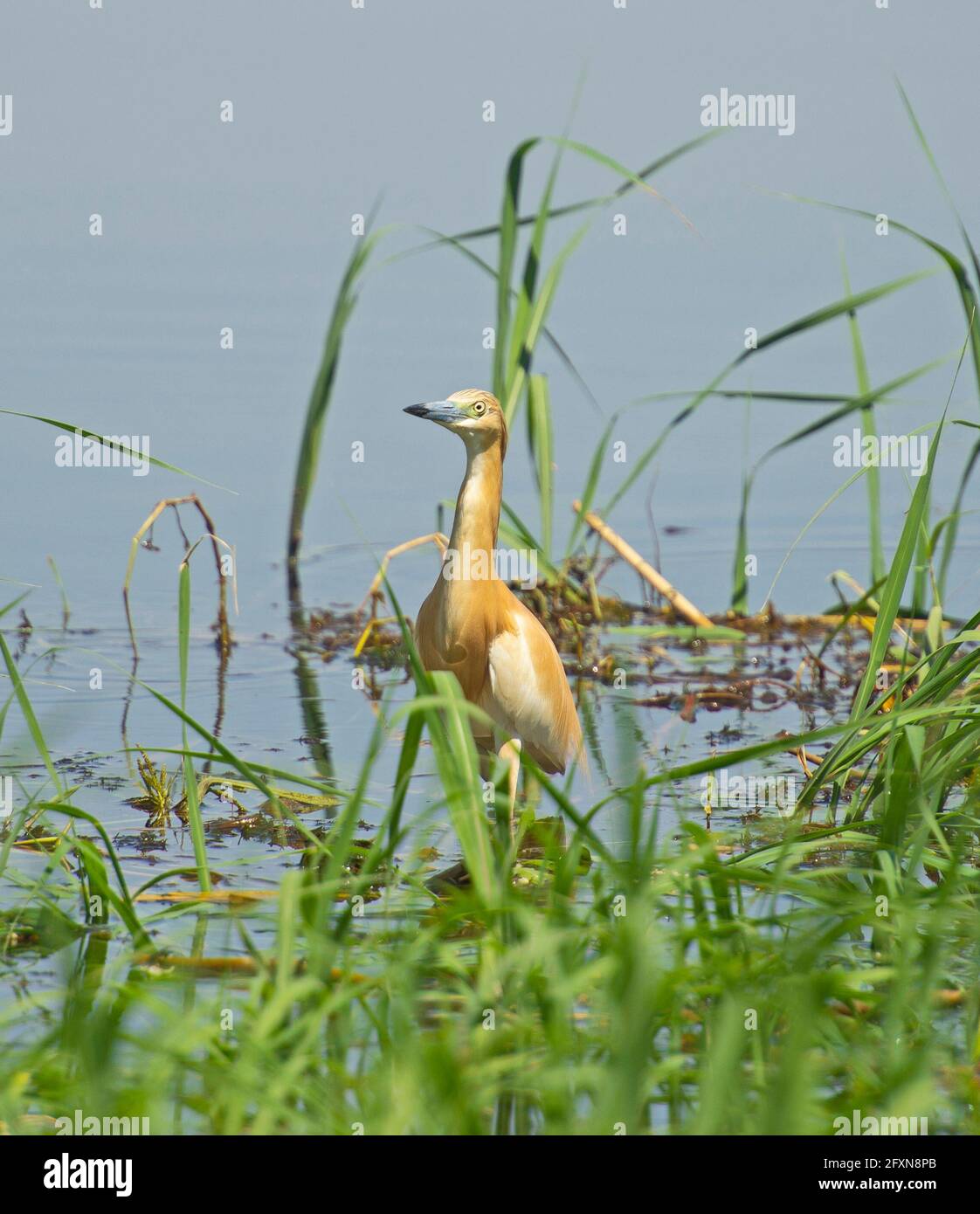 Squacco heron ardeola ralloides stand am Ufer des Flusses Feuchtgebiete im Grasregenboden Stockfoto