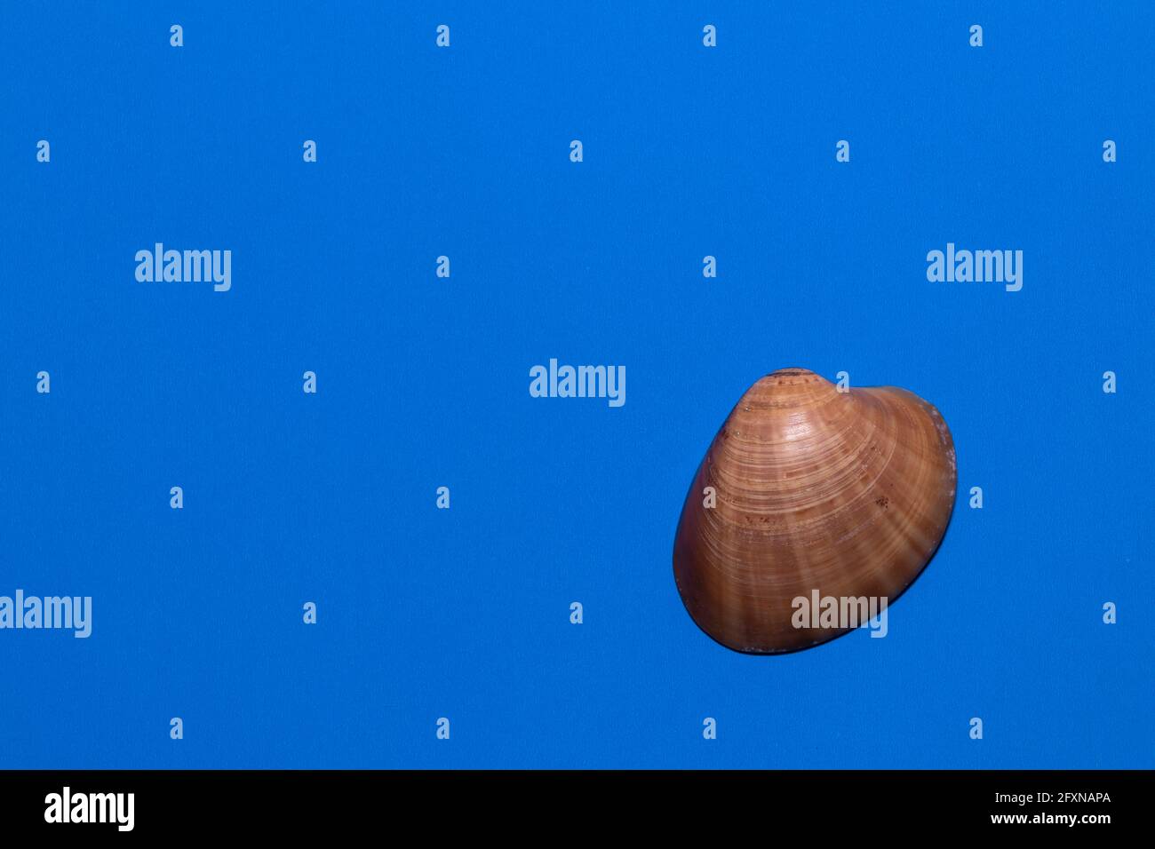 Muscheln auf blauem Hintergrund Stockfoto