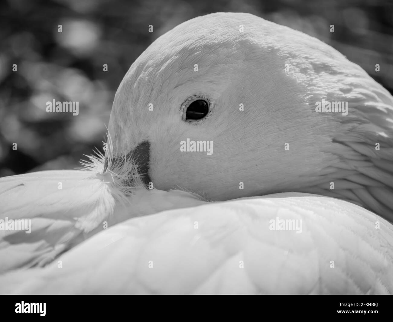 Entspannte Schneegans, Anser caerulescens, Portrait, Nordrhein-Westfalen, Deutschland Stockfoto