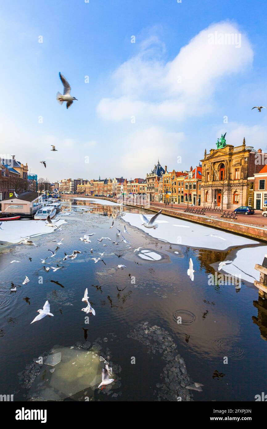 Möwen, die im Winter über den gefrorenen Spaarne-Kanal fliegen, Haarlem, Amsterdam, Nord-Holland, Niederlande, Europa Stockfoto