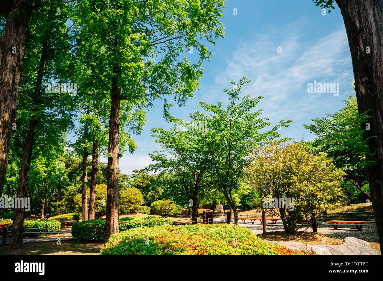 Yeonji Park grünen Wald in Gimhae, Korea Stockfoto