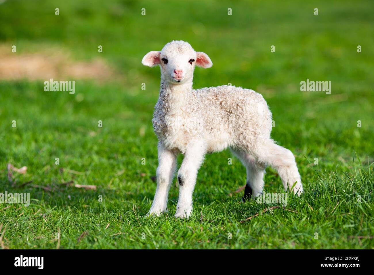 Süßes kleines Lamm im Frühling, Salciua, Rumänien, Europa Stockfoto
