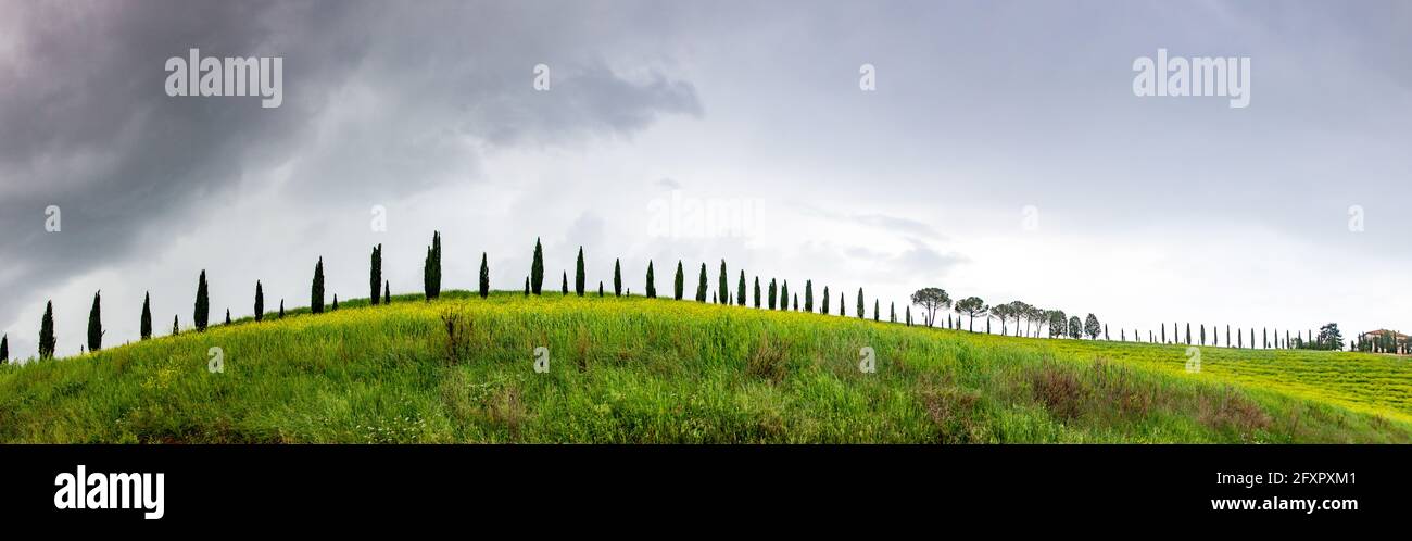 Grüne Landschaft mit Zypressen und sanften Hügeln, Toskana, Italien, Europa Stockfoto