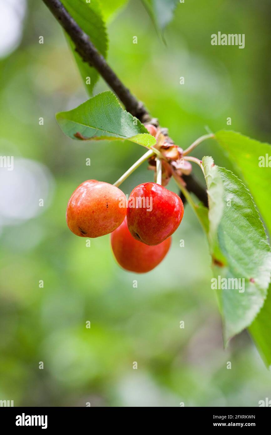 Kirschen auf dem Zweig - USA Stockfoto