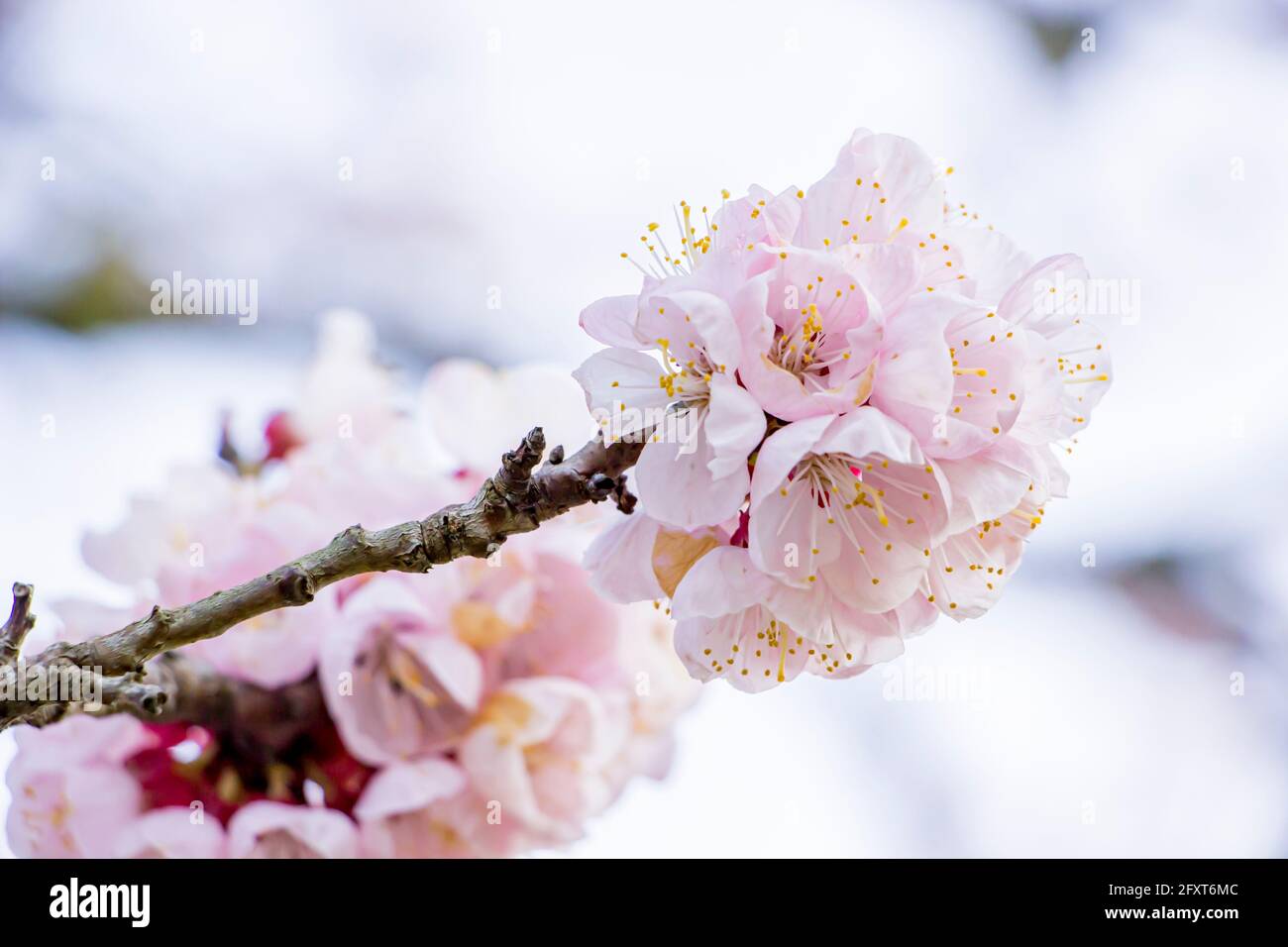 Nahaufnahme der rosa Kirschblüten in Yamaguchi, Japan. Stockfoto