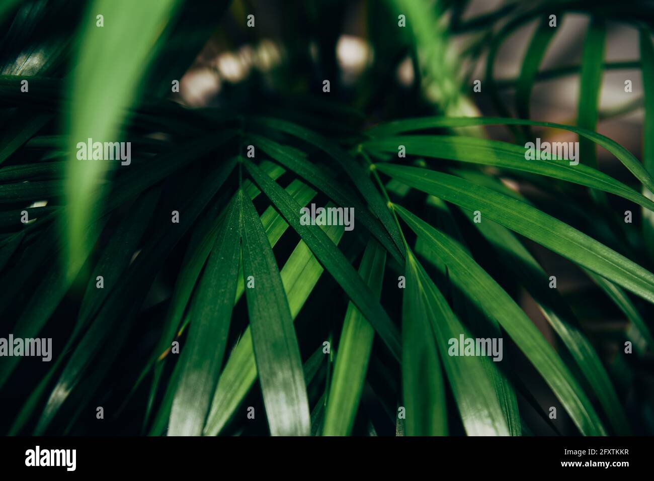 Dunkeldünne, schöne grüne Blätter exotischer Zimmerpflanzen Stockfoto