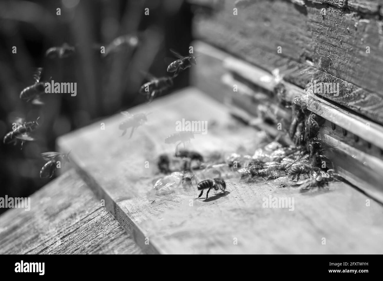 Bienen sammeln Honig und schwärmen um den Bienenstock herum. Das Konzept einer gut koordinierten Arbeit und Organisation. Selektiver Fokus. Schwarzweiß-Foto. Stockfoto