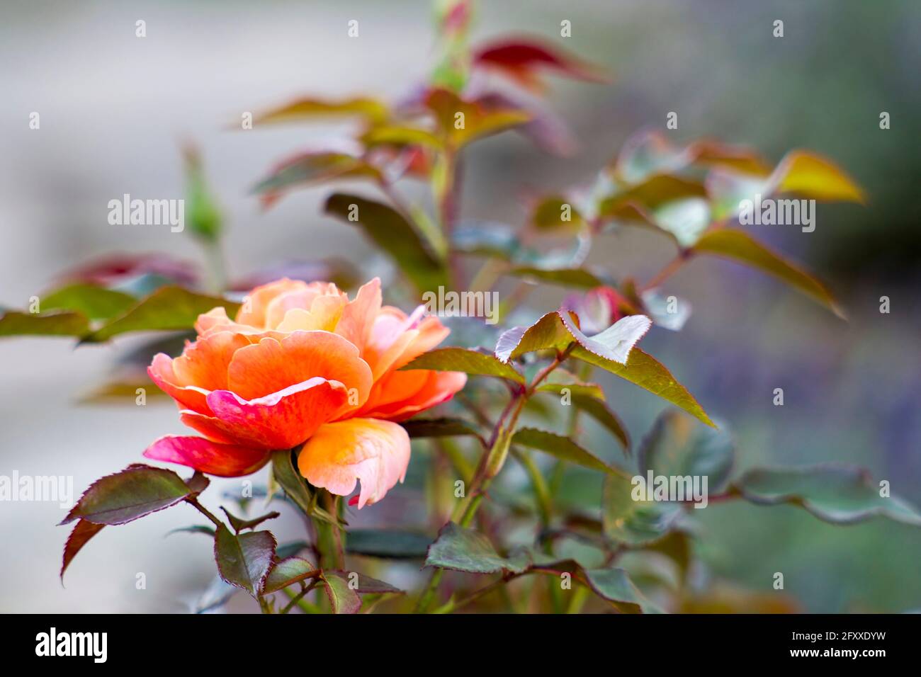 Orangenrose im Garten - Nahaufnahme Stockfoto