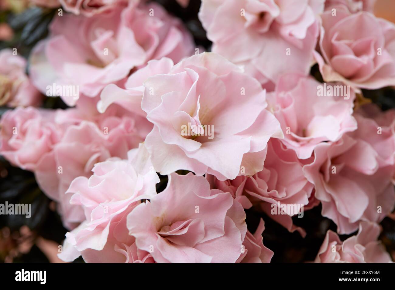 Hellrosa Azaleen Blumen Makro Textur Hintergrund Stockfoto