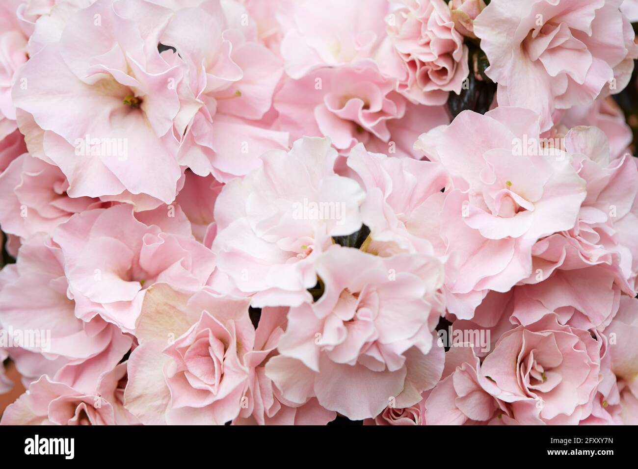 Doppelte, hellrosa Azaleen Blumen Textur Hintergrund Stockfoto