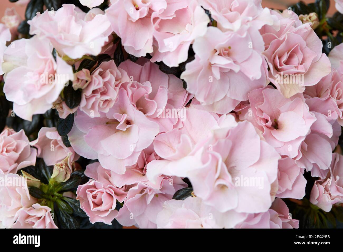Doppelte rosa Azaleen Blumen mit dunkelgrünen Blättern Textur Hintergrund Stockfoto