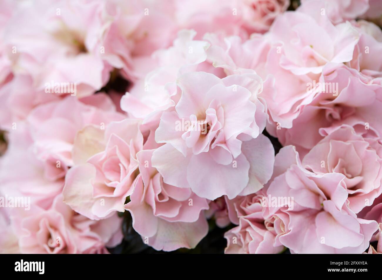 Doppelte rosa Azaleen Blumen Textur Hintergrund Stockfoto