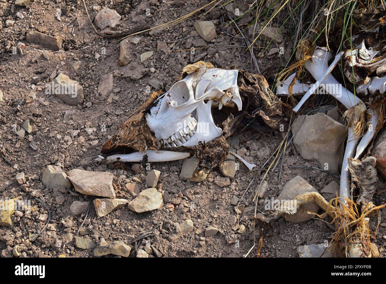 Skelett von toten Weißschwanzhirschen oder Maultierhirschen. Getötet von Wilderern, Krankheiten oder einem Raubtier. Das Hotel liegt abseits des Deer Creek Reservoir Wanderweges, Wasatch Front Stockfoto