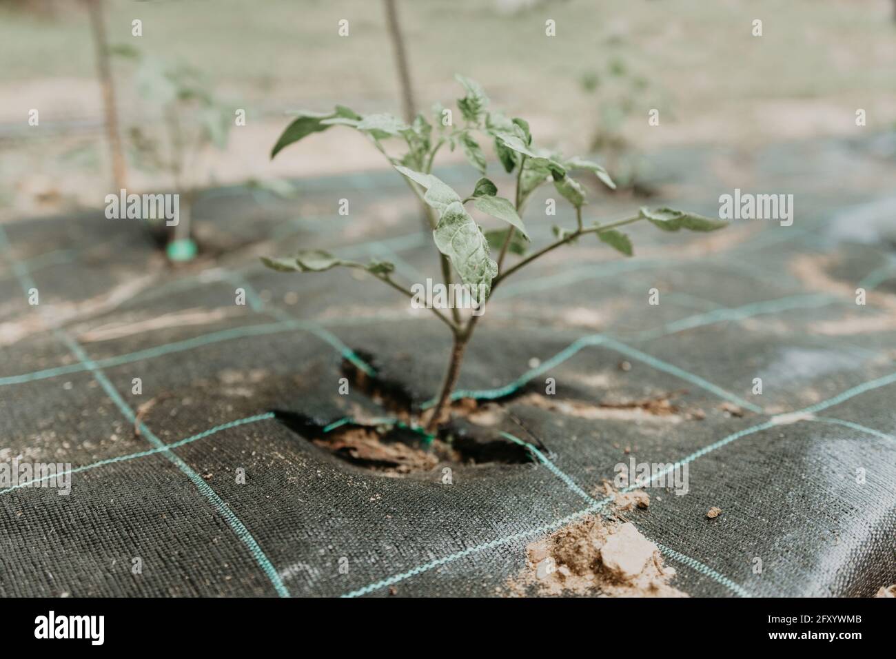 Junge Tomatensämlinge, die im Boden des Stadtgartens wachsen Stockfoto