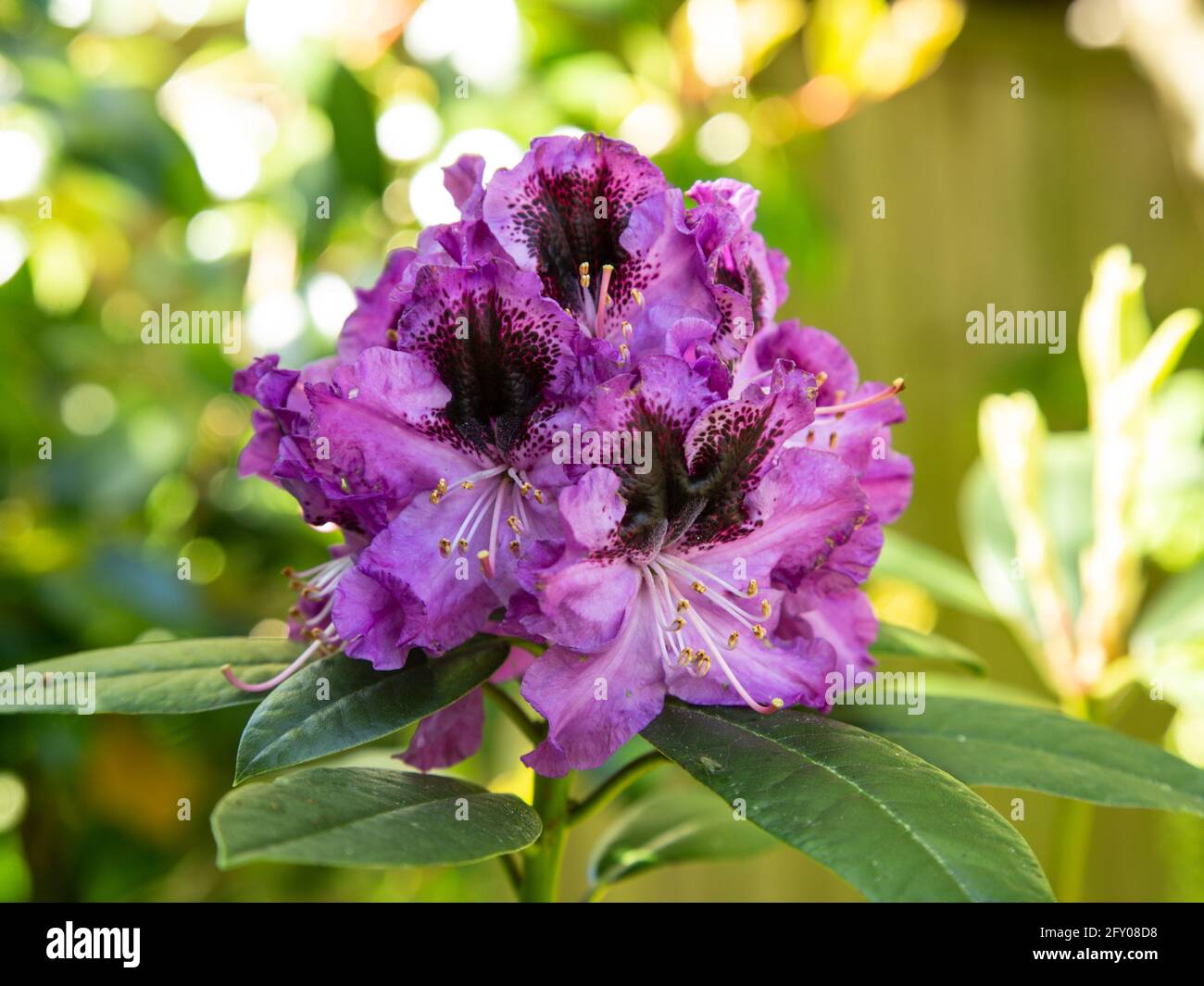Rhododendron Hybrid Blaue Jungs II, blau-lila blhender immergrner Strauch  in voller Blte, Mai, Devon, England Stockfotografie - Alamy