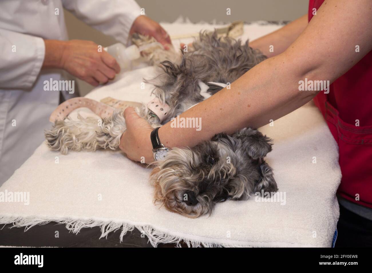 Hund mit einem medizinischen Verfahren in der Tierklinik Stockfoto