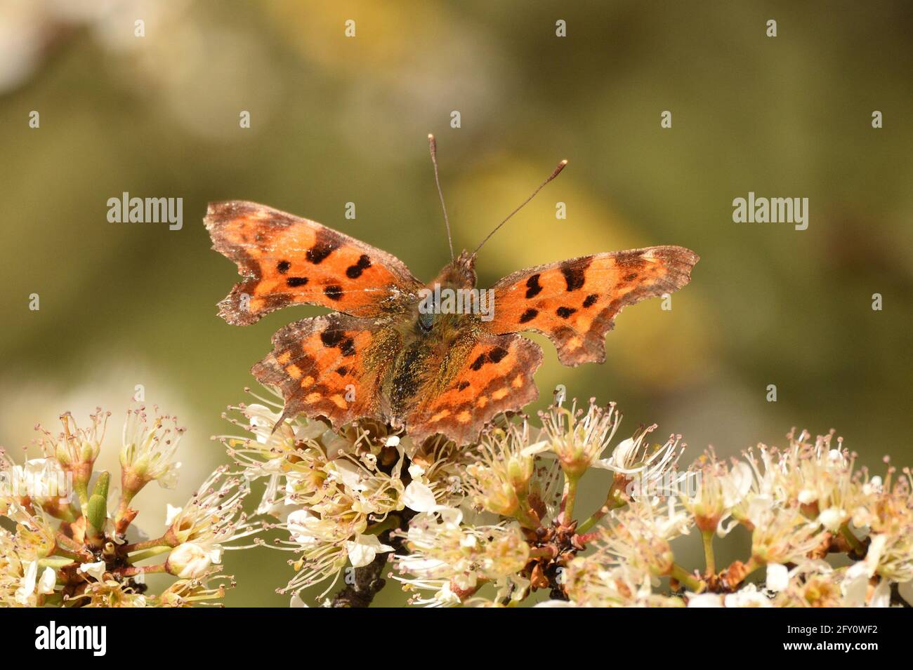 Komma Schmetterling in Ruhe auf Schwarzdorn blüht im frühen Frühling. Hertfordshire, England, Großbritannien. Stockfoto