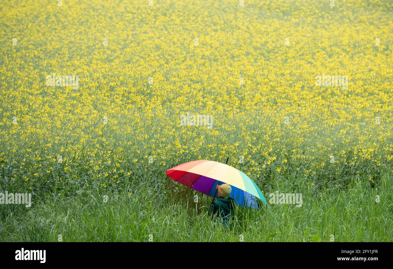 Bielefeld, Deutschland. Mai 2021. Ein Kind geht mit einem Regenschirm auf  einem Rapsfeld entlang. Das Wetter ist in weiten Teilen  Nordrhein-Westfalens mit Wolken und Regen unangenehm. Quelle: Friso  Gentsch/dpa/Alamy Live News Stockfotografie -