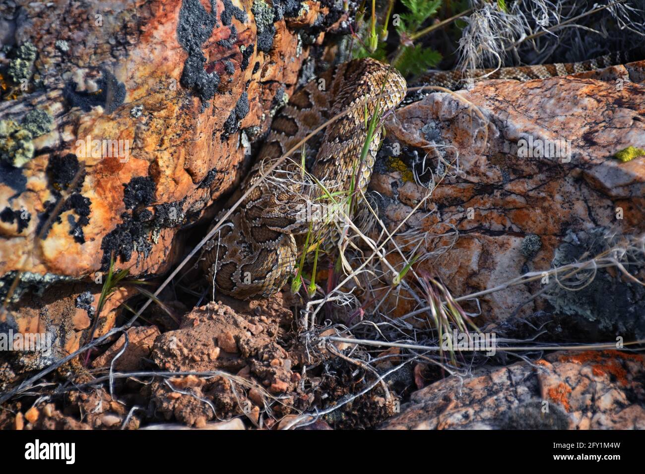 Große Klapperschlange Unterart von Crotalus lutosus. In der Sonne getarnt auf Felsen am Deer Creek Reservoir Wanderweg, Wasatch Stockfoto