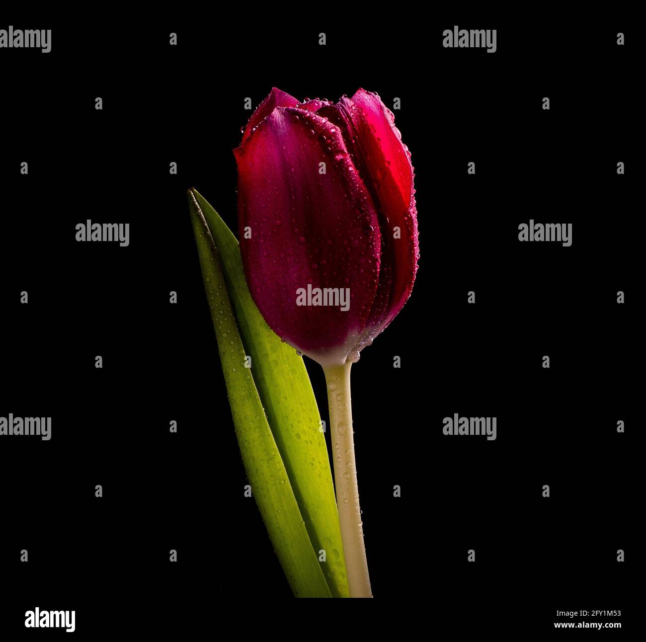 Rote Tulpe aus Amsterdam auf schwarzem Hintergrund im Studio Stockfoto Rote Tulpe aus Amsterdam auf schwarzem Hintergrund im Studio Stockfoto