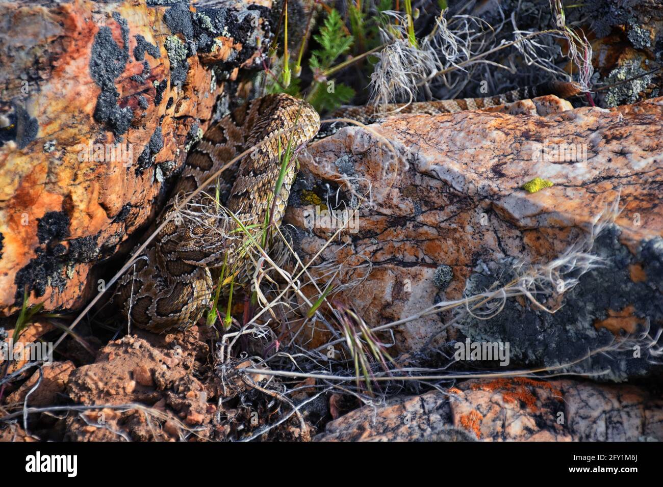 Große Klapperschlange Unterart von Crotalus lutosus. In der Sonne getarnt auf Felsen am Deer Creek Reservoir Wanderweg, Wasatch Stockfoto