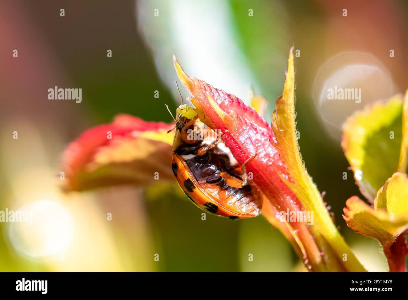 Marienkäfer, der eine grüne Blattlaus auf einer Rosenbusch frisst Stockfoto