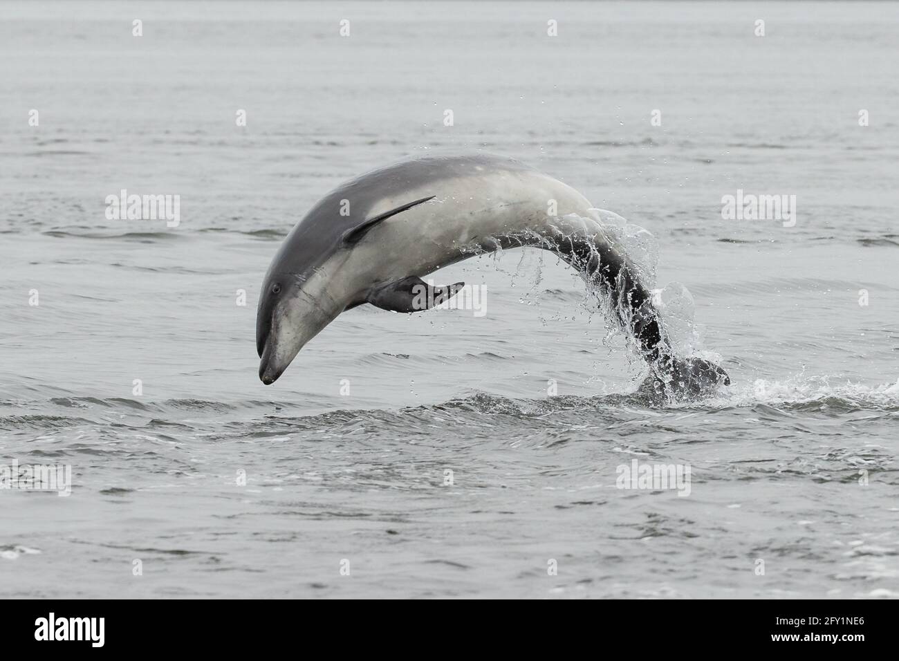 Großer Delphin - Moray Firth Population Stockfoto